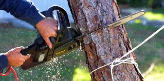 Best Tree Cabling and Bracing  in Olton, TX