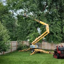 Best Fruit Tree Pruning  in Olton, TX
