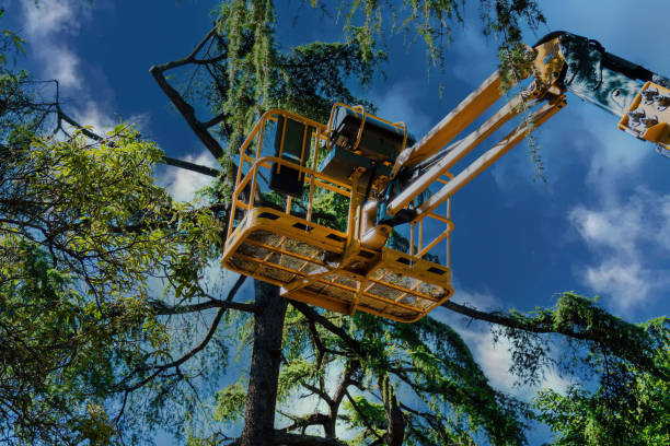Best Palm Tree Trimming  in Olton, TX
